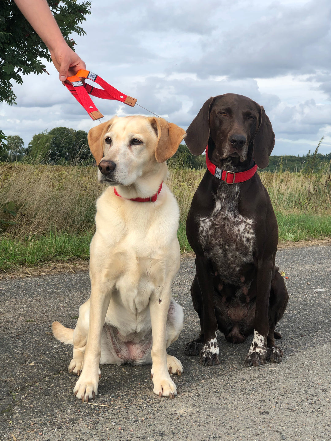 Wolters Hundehalsband Professional Comfort Rost Rot Kaufen | Globus Baumarkt
