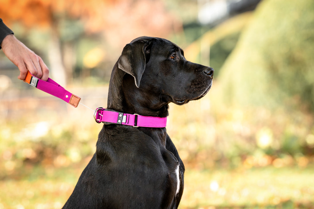 WowWow Limited Pink – WowWow.de