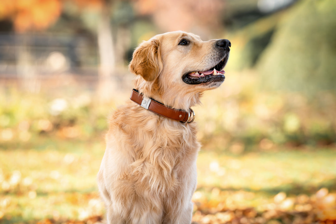 VEGAS HQ Halsband Für Hunde – Braunes Lederhalsband, 30mm Breit, 52cm Länge | Robust & Gefüttert
